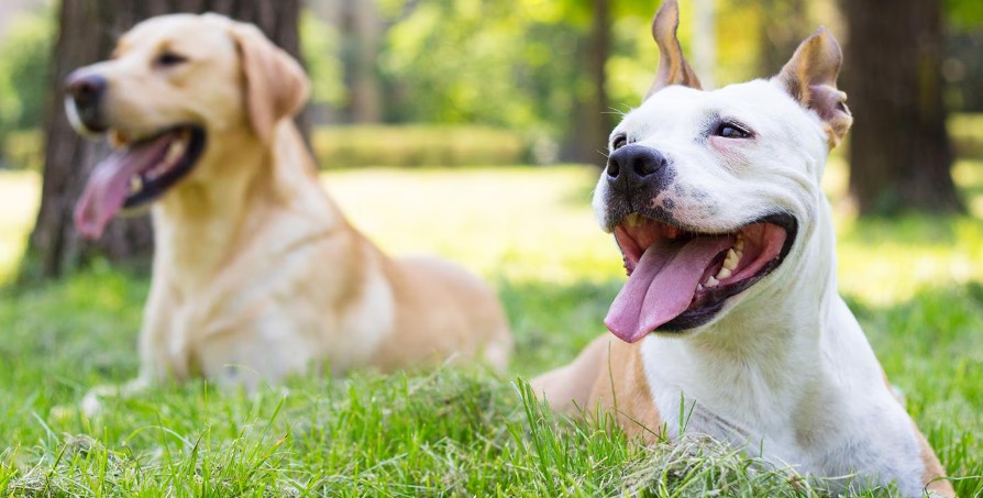 9 Reasons Why Two Dogs Are Better Than One